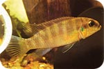 pelvicachromis_humilis-samica