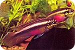 pelvicachromis_sacramontis