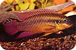 pelvicachromis_subocellatus-samec