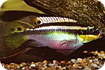pelvicachromis_taeniatus-samica