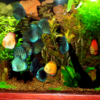 �udovit pogled na bogat akvarij 
 s 5 vrstami 6cm diskusov.Vedno
 prisoten BLUE DIAMOND.Barve 
 rib se lepo ujemajo z zeleno barvo
 rastlin.