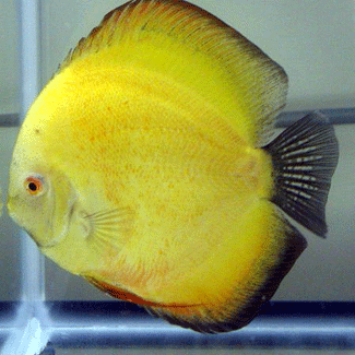 Lemon Yellow Diamond