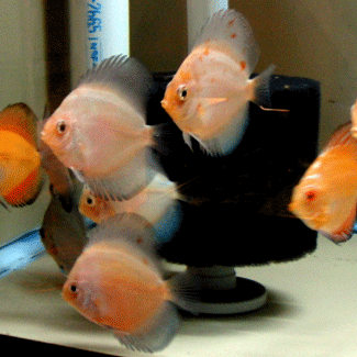 Orange Body blue purple fin calico