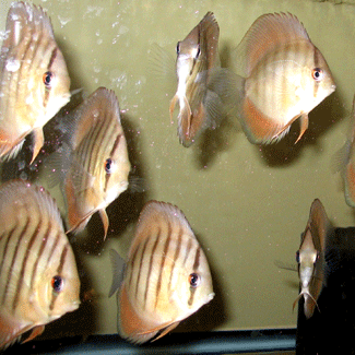 Wild Original orange fins