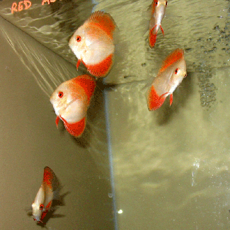 Red Albino