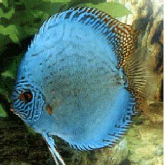Solid-Blue
