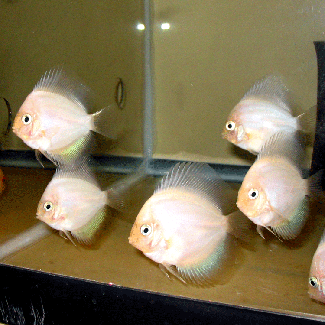 White Diamond with metallic blue lower fin
