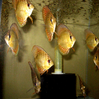 Wild refined gold-green with orange fins