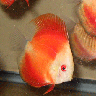 Yellow-face-red