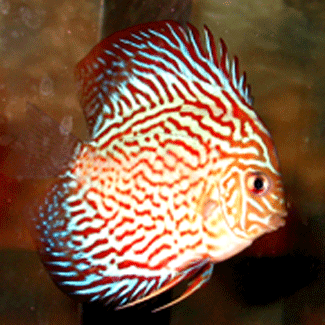 Solid Yellow red Striated