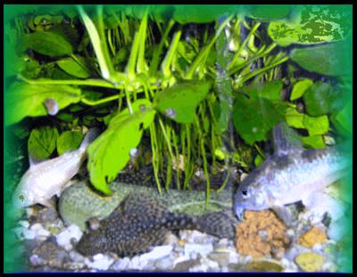 BRONASTI OKLEPNI SOMI�,
OKLEPNI SOMI�(albino),
ANCISTRUS,
ANUBIAS NANA