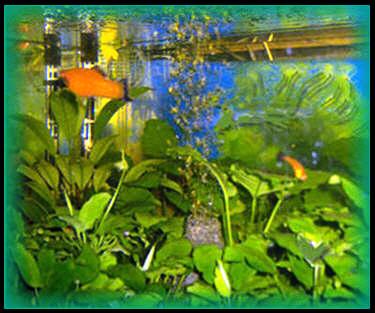 RDE�I ME�EK,ANUBIAS NANA