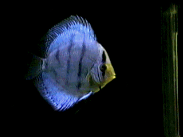 nazaj