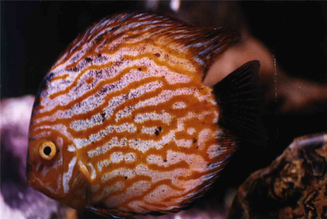 nazaj