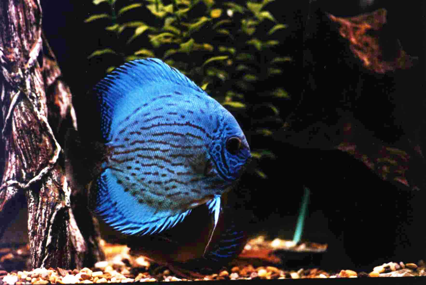 nazaj
