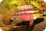 pelvicachromis_subocellatus-samica