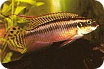 pelvicachromis_taeniatus-samec