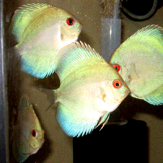 High fin Blue Diamond