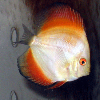 Orange Albino (3.5 inches)