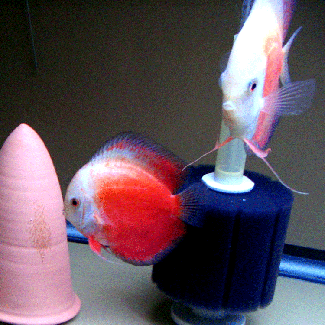 red-and-white